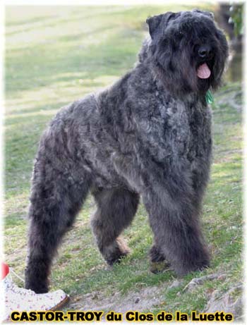 BOUVIER DES FLANDRES ET TRAVAIL du Clos de la Luette Copyright